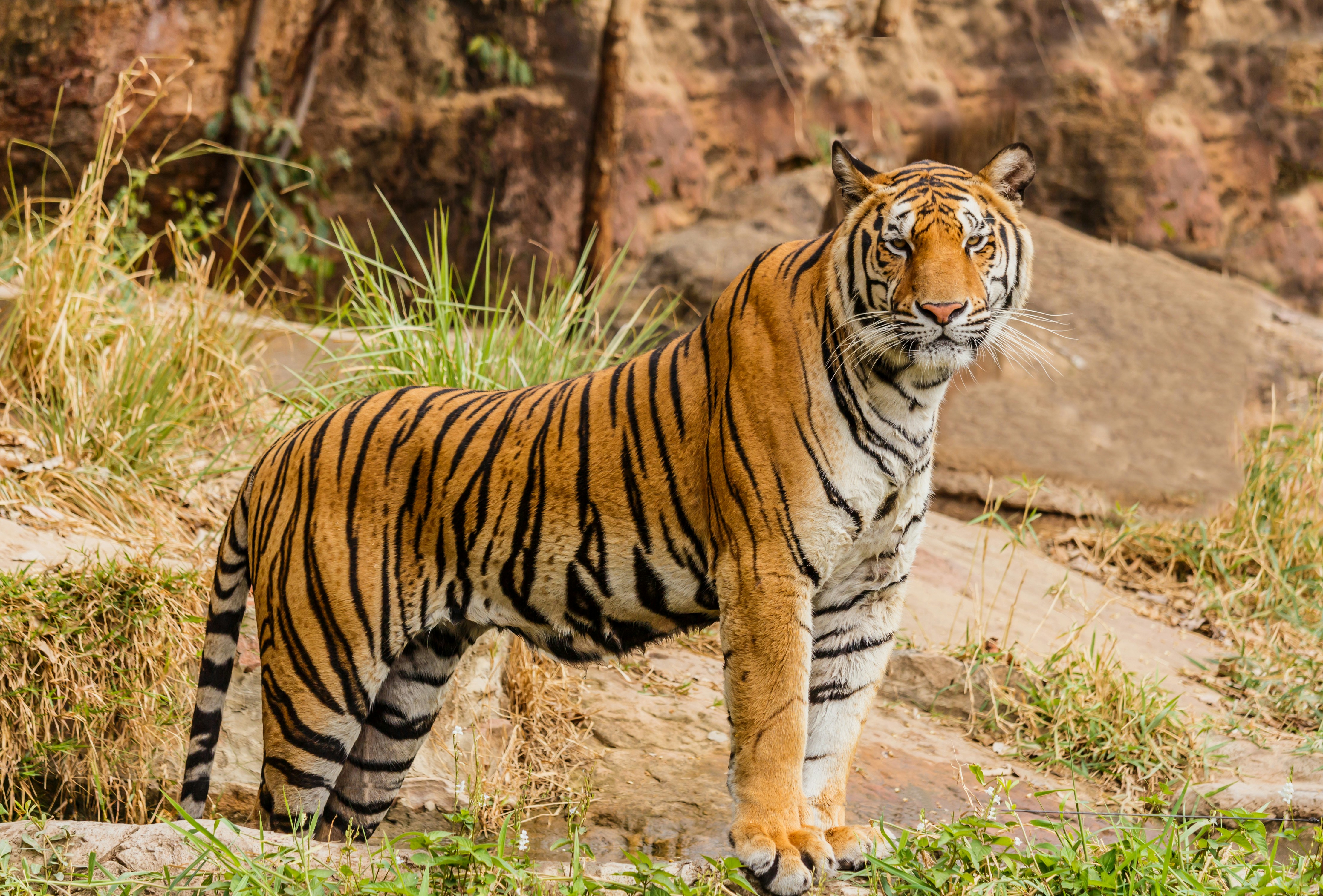 Ranthambhore